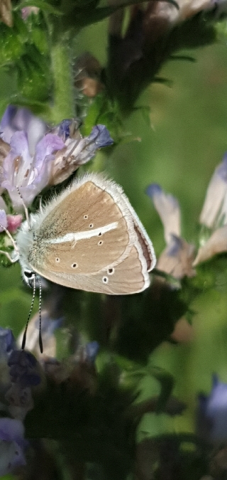Sablé du sainfoin  - Melchior Viallet