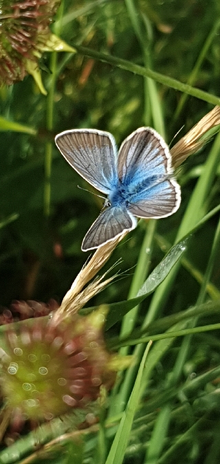 Sablé du sainfoin  - Melchior Viallet