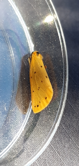 Endrosie diaphane (Callimorphe arrosée)  - Melchior Viallet