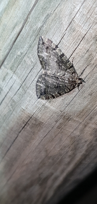 Hydriomena furcata  - Melchior Viallet