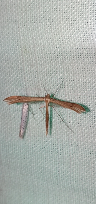 Stenoptilia sp.  - Melchior Viallet