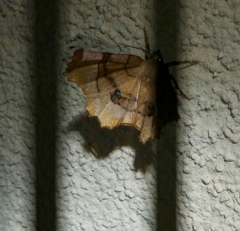 Selenia lunularia  - Thomas Lux
