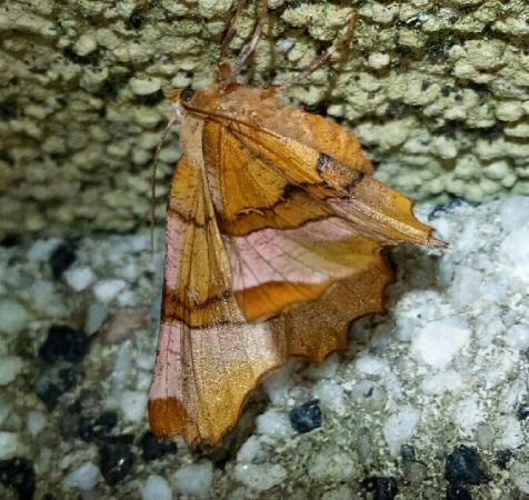 Selenia lunularia  - Thomas Lux