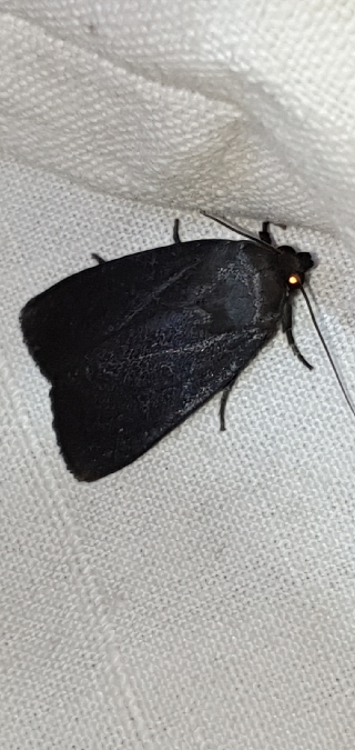 Amphipyra livida  - Melchior Viallet