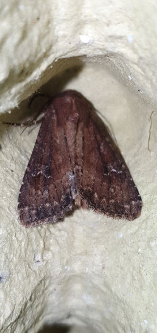 Apamea lateritia  - Melchior Viallet