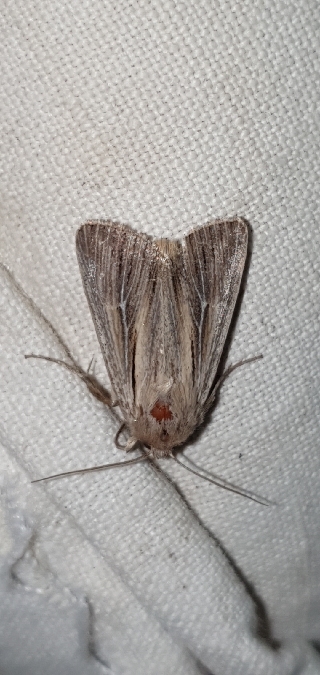 Leucania comma  - Melchior Viallet