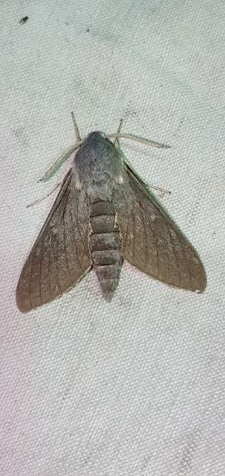 Sphinx chauve-souris  - Melchior Viallet
