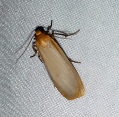 Lithosie déprimée (L. ocre)  - Thomas Lux