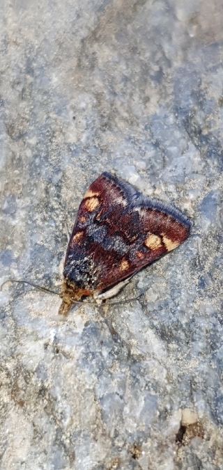 Pyrausta porphyralis  - Melchior Viallet