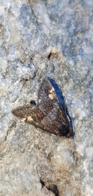 Pyrausta porphyralis  - Melchior Viallet