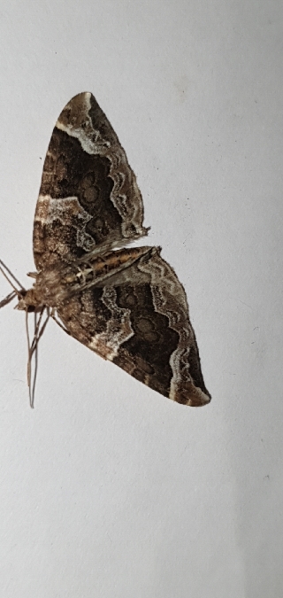 Ecliptopera silaceata  - Melchior Viallet