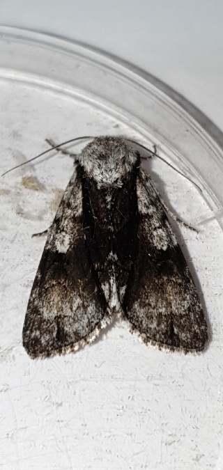 Acronicta alni  - Melchior Viallet