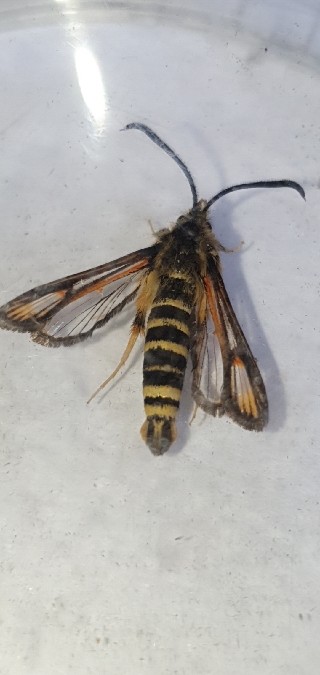Bembecia ichneumoniformis  - Melchior Viallet