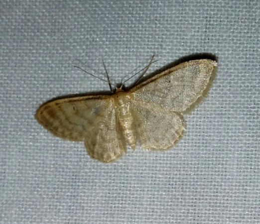 Idaea dilutaria  - Thomas Lux