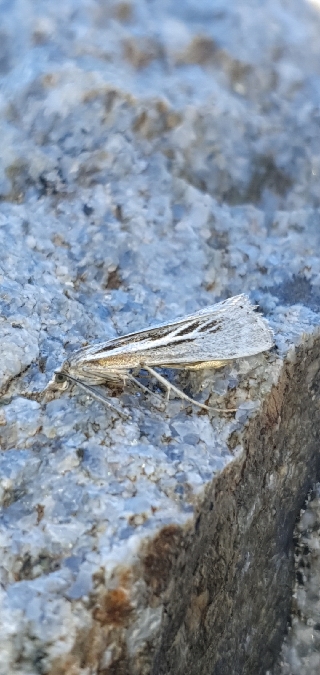 Catoptria digitellus  - Melchior Viallet