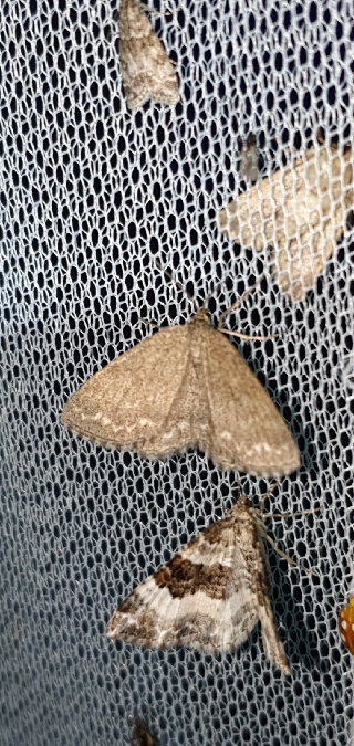 Scopula immutata  - Melchior Viallet
