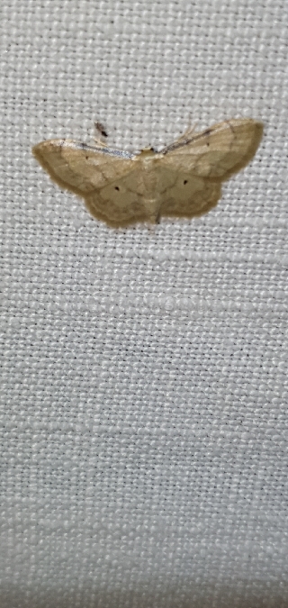 Idaea politaria  - Melchior Viallet