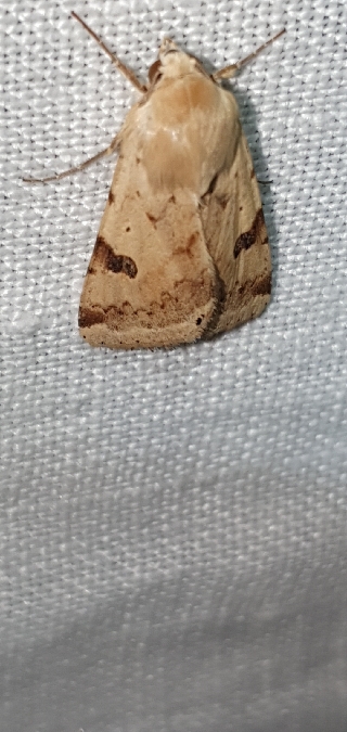 Heliothis peltigera  - Melchior Viallet