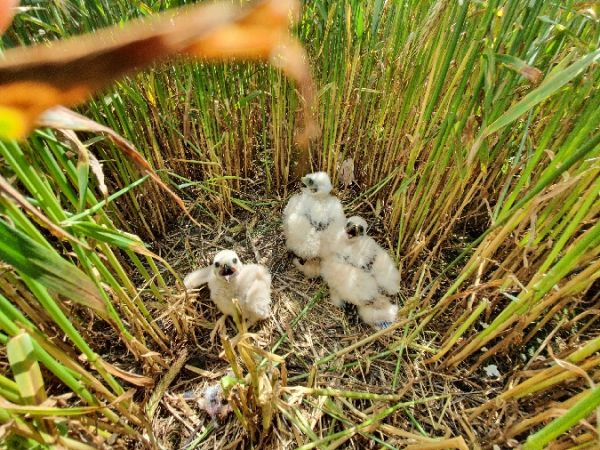 Wiesenweihe  - Tomasz Chodkiewicz