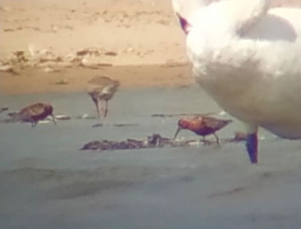 Sichelstrandläufer  - Marek Betlejewicz