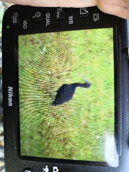 Glossy Ibis  - Michał Pietrewicz