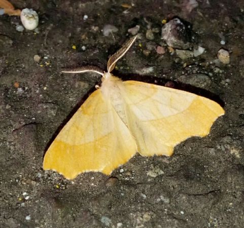 Ennomos quercinaria  - Thomas Lux