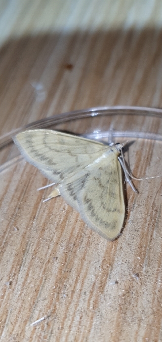 Botys hyalin  - Melchior Viallet