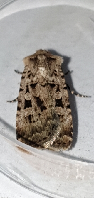 Chersotis multangula  - Melchior Viallet