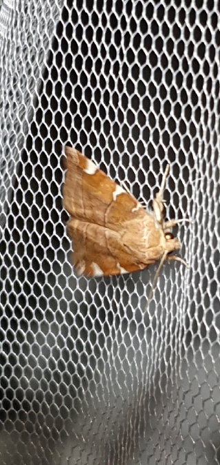 Cosmia diffinis  - Melchior Viallet