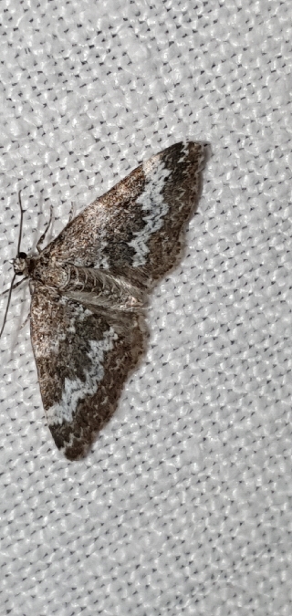 Perizoma alchemillata  - Melchior Viallet