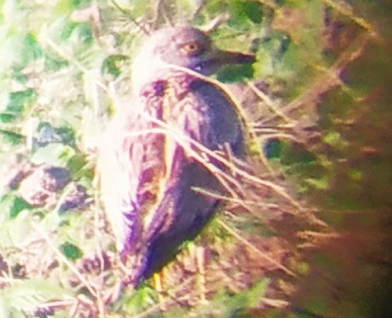 Triel  - Marek Betlejewicz