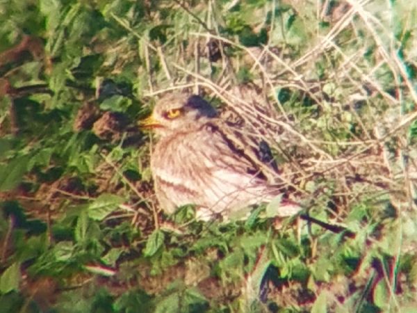 Triel  - Marek Betlejewicz