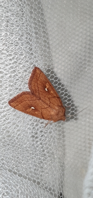 Mythimna conigera  - Melchior Viallet