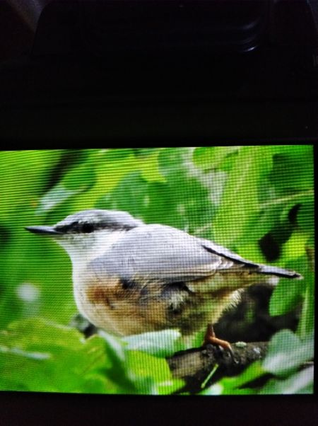 Kleiber  - Andrzej Lipiński