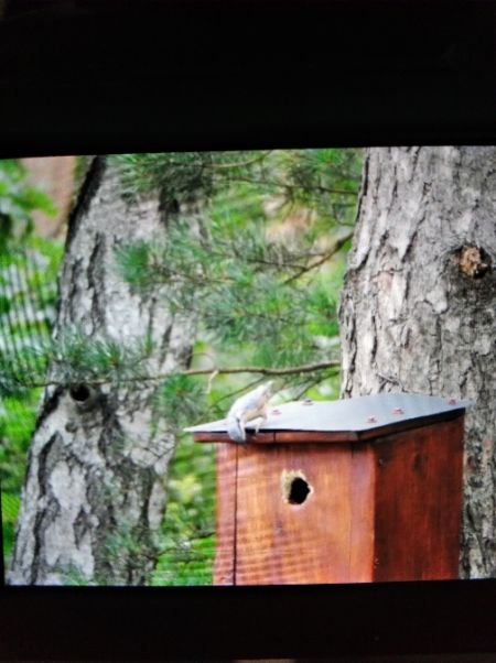 Sittelle torchepot  - Andrzej Lipiński