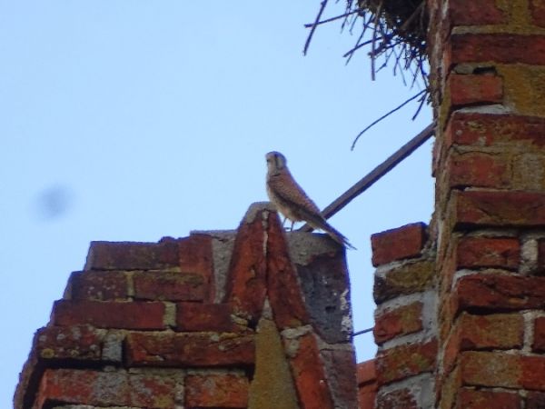 Common Kestrel  - Marek Bebłot