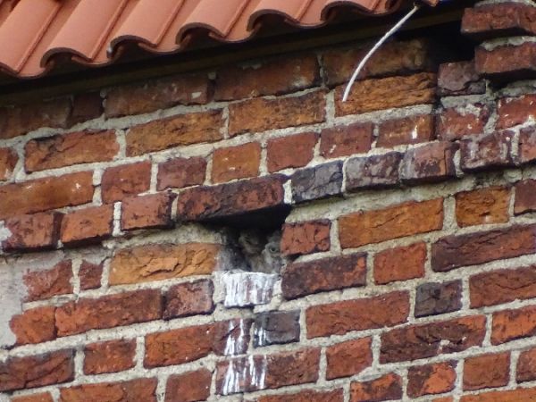 Faucon crécerelle  - Marek Bebłot