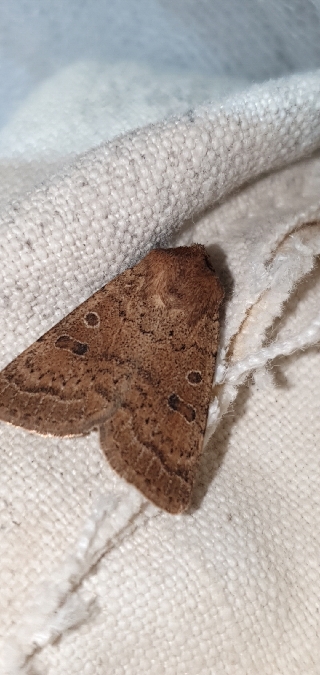 Hoplodrina octogenaria  - Melchior Viallet