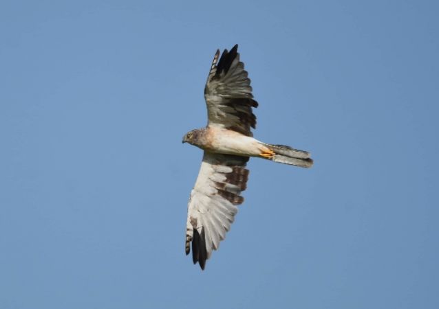 Steppenweihe  - Grzegorz Grygoruk