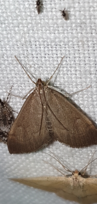 Botys terreux  - Melchior Viallet