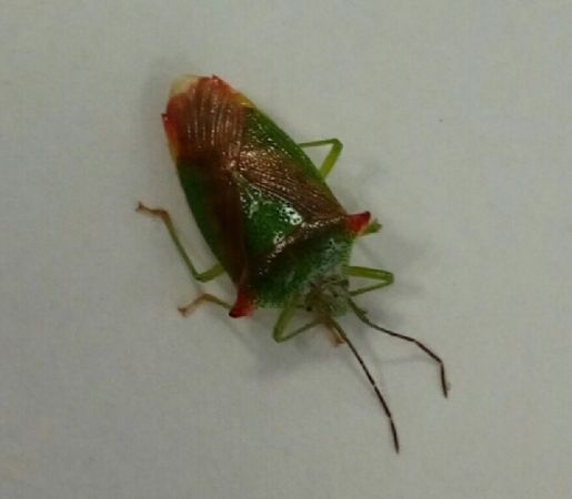 Acanthosoma haemorrhoidale  - Thomas Lux