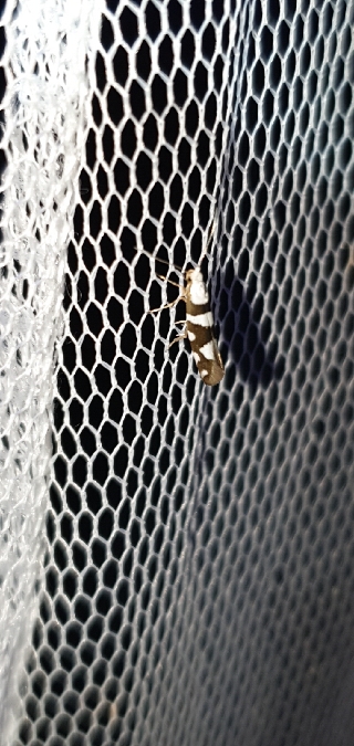 Argyresthia brockeella  - Melchior Viallet