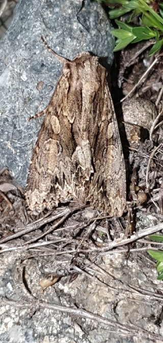 Apamea monoglypha  - Melchior Viallet