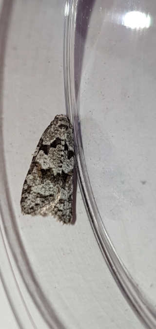 Eana penziana  - Melchior Viallet