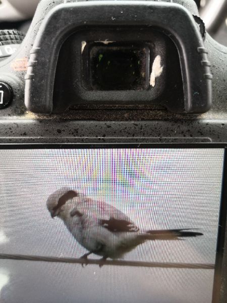 Raubwürger  - Michał Pietrewicz