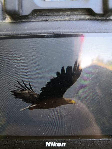 White-tailed Eagle  - Michał Pietrewicz