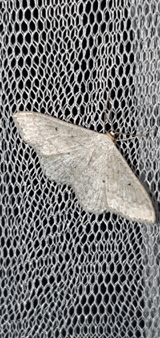Scopula incanata  - Melchior Viallet