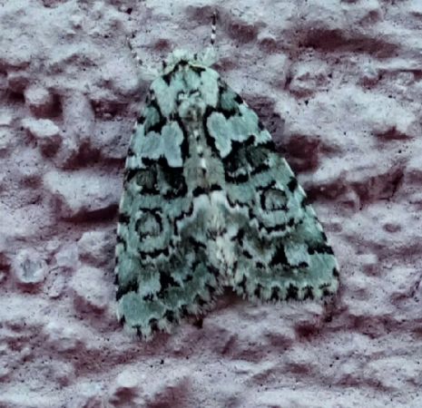 Nyctobrya muralis  - Thomas Lux