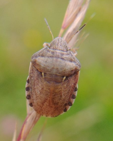 Eurygaster maura 