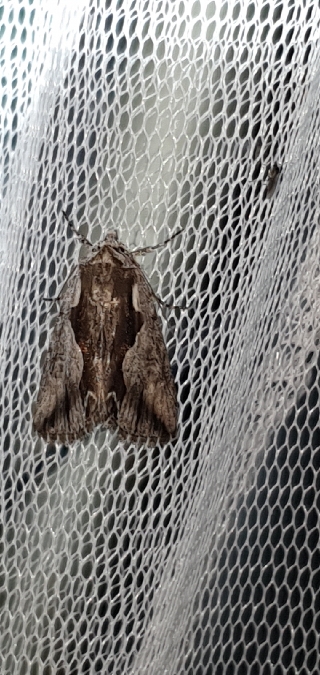 Calliergis ramosa  - Melchior Viallet